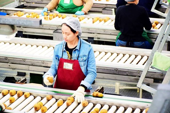 中国女孩在佳沛猕猴桃包装厂工作