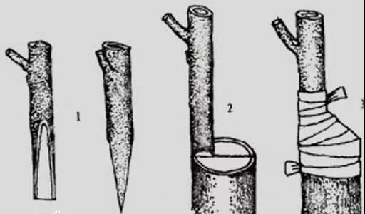 猕猴桃嫁接方法