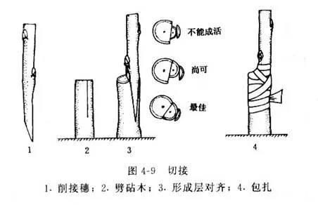 猕猴桃嫁接方法