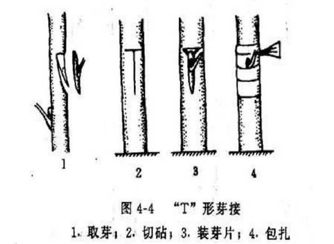 猕猴桃嫁接方法