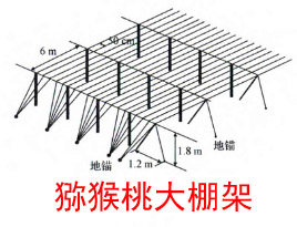 猕猴桃大棚架和T型架搭建