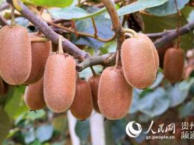 贵州修文多方面入手 提高猕猴桃种植技术水平