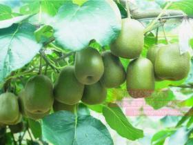 贵州贵阳郊区，一座山上种出三色猕猴桃五色樱桃