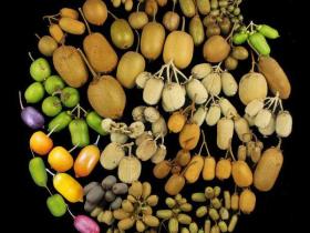国内软枣猕猴桃主要种植的几个品种