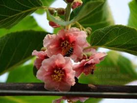 湖北猕猴桃采摘节在宜昌夷陵区开幕