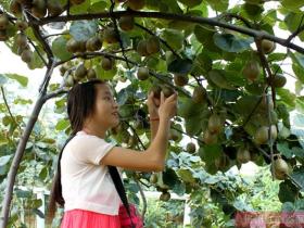 播宏公司引入猕猴桃认养模式 撬动贵州遵义农业旅游项目