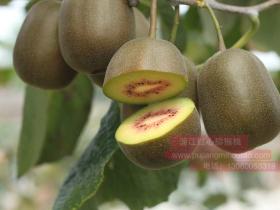 When to Plant Kiwi Vines何时种植猕猴桃藤 ‘Hayward kiwifruit’ is the main female variety海沃德是主要品种