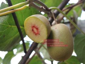 贵州遵义务川县引进各种颜色的新优猕猴桃品种