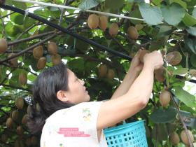 近期修文县还将举行一年一度的猕猴桃采摘节活动