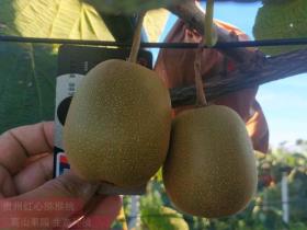 产自陕西的“即食猕猴桃”上市一个月