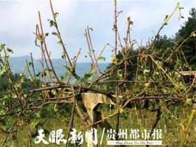 贵州修文县数百亩猕猴桃果树惨遭冰雹摧残