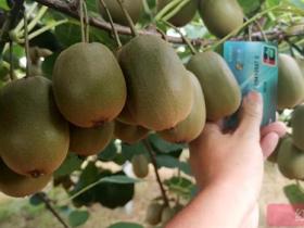 江西广丰县引种新品东红猕猴桃 提升种植效益