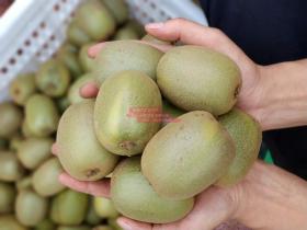 Invest in kiwifruit an industry with a bright future 投资猕猴桃，这是一个前景光明的产业