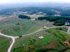 贵州遵义播州区三岔镇以前的荒坡坡 变成了如今的红心猕猴桃基地