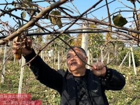 河南西峡县种植万亩红心猕猴桃 构成了一幅多彩画卷