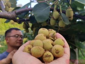 贵州遵义猕猴桃种植主产区播州区三岔镇漫山遍野的猕猴桃树开花了