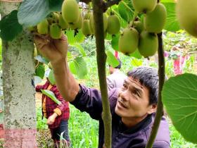 陕西省周至万亩猕猴桃树上挂满了铃铛般的果实