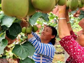 湖南花垣县十八洞村猕猴桃产业园迎来丰收季
