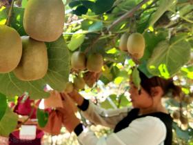 陕西杨凌五泉镇百恒有机猕猴桃成熟上市的季节