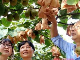 重庆万州铁峰乡红心猕猴桃基地的猕猴桃大量成熟