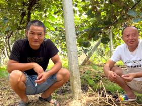 陕西领导到西乡县调研指导猕猴桃生产管理工作