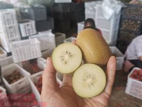 贵州修文猕猴桃产业发展及2021年贵阳修文（修文猕猴桃丰收季）情况