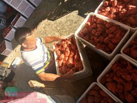 福建周宁县农民创业示范基地农户们在包装红心猕猴桃