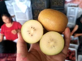 Soft rot caused by Botryosphaeria dothidea leads to massive economic losses in the kiwifruit industry. 软腐病给猕猴桃产业造成了巨大的经济损失
