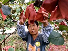 四川农业大学夏慧教授在雷波县开展猕猴桃种植管理技术培训