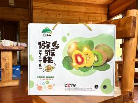 贵州省六盘水市水城县的畔园红心猕猴桃园喜获丰收