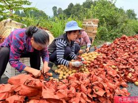 山东省淄博市博山区猕猴桃产量每亩6000斤至7000斤
