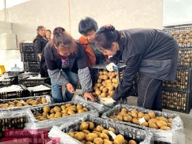 贵州水城脱贫致富多产业并举 重点发展红心猕猴桃种植