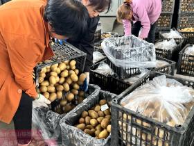 四川5个猕猴桃品种获得国家授权