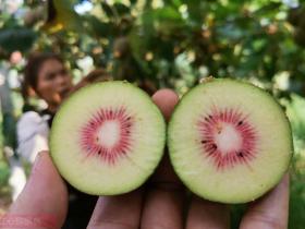 Kiwi Nutrition Facts and Health Benefits 猕猴桃营养成分和健康益处