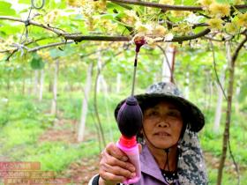四川射洪县返乡农民种植三种红心猕猴桃 一年收入百万元