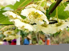 四川成都蒲江县复兴乡上万吨红阳猕猴桃成熟