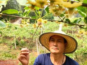 河南省猕猴桃协会技术员介绍猕猴桃花粉使用方法