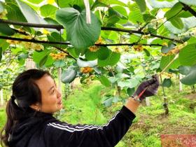 广西来宾象州县20多亩红心猕猴桃花开的季节 开展猕猴桃授粉工作