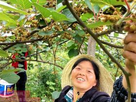 云南宣威市猕猴桃销售到全国各地