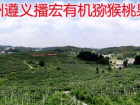 贵州播州区三岔镇红心猕猴桃平台搭建的全程解决方案