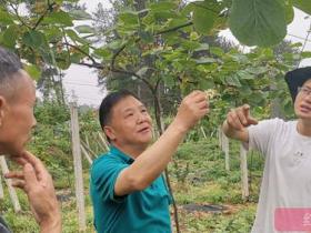 贵州遵义播州区三岔镇返乡农民种植红心猕猴桃试验成功