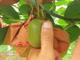 陕西汉中新天地农业是汉中市目前唯一专业从事猕猴桃产业化发展的龙头企业
