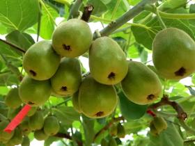 蒲江县种植的黄肉型猕猴桃“金艳”已经销往北美