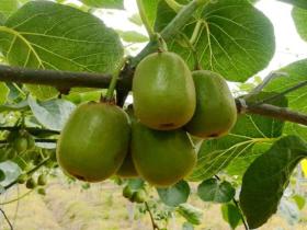 贵州织金县五千亩猕猴桃即将投产