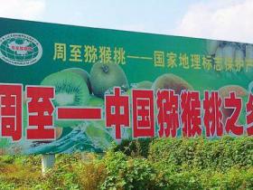 陕西汉中勉县猕猴桃种植基地