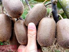 贵州遵义县引进各种颜色的新优猕猴桃品种