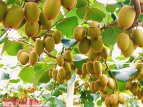 kiwifruit pomace and kiwifruit are rich in dietary fiber 猕猴桃残次果生产酶的可能性进行了研究