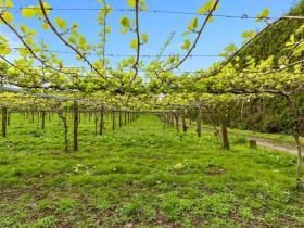 新西兰佳沛Zespri计划与中国种植者分享阳光金果猕猴桃品种