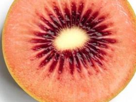 Baby Red kiwi fruit are small berries  小红心猕猴桃是小浆果