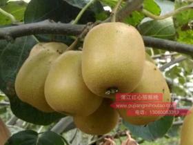 四川西部红心猕猴桃种植品种介绍 依顿一号